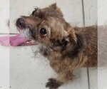 Small Poodle (Toy) Mix