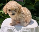 Small #7 Cavapoo