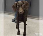 Small #2 Boykin Spaniel-Labrador Retriever Mix