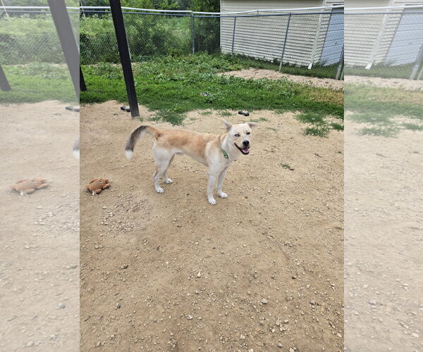 Medium Photo #1 Siberian Husky-Unknown Mix Puppy For Sale in Maquoketa, IA, USA