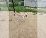Small Siberian Husky Mix
