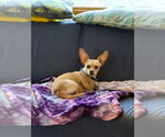 Small Chihuahua Mix