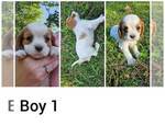 Small Photo #8 Cavalier King Charles Spaniel Puppy For Sale in STILWELL, OK, USA