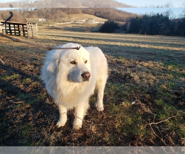Medium Photo #1 Great Pyrenees Puppy For Sale in SHELBYVILLE, TN, USA