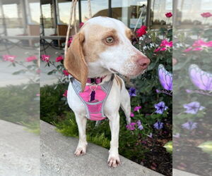 Beagle Dogs for adoption in Mundelein, IL, USA