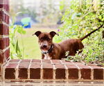 Small Photo #7 Mutt Puppy For Sale in Greenville, SC, USA