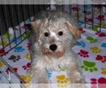 Small #9 Schnoodle (Miniature)