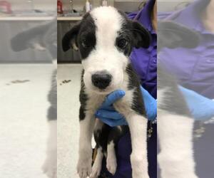 Labrador Retriever-Unknown Mix Dogs for adoption in Conroe, TX, USA