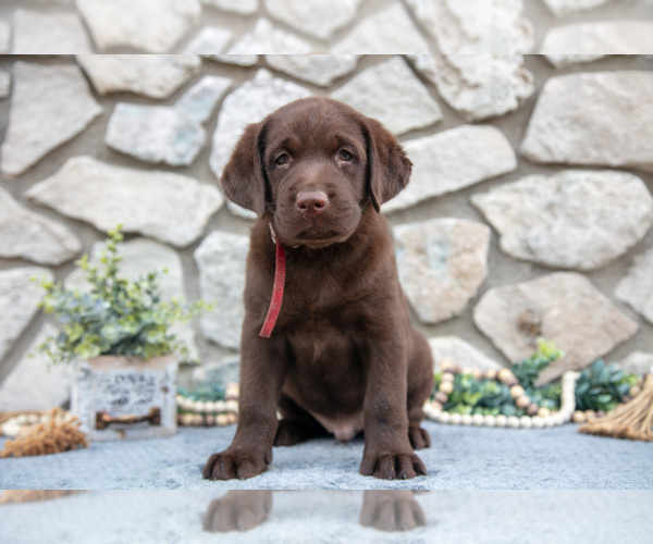 Medium Photo #6 Labrador Retriever Puppy For Sale in GOSHEN, IN, USA
