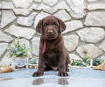 Small #1 Labrador Retriever