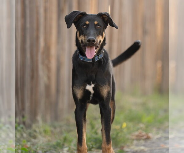 Medium Photo #1 Doberman Pinscher-German Shepherd Dog Mix Puppy For Sale in Salt Lake City, UT, USA