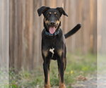 Small Doberman Pinscher-German Shepherd Dog Mix