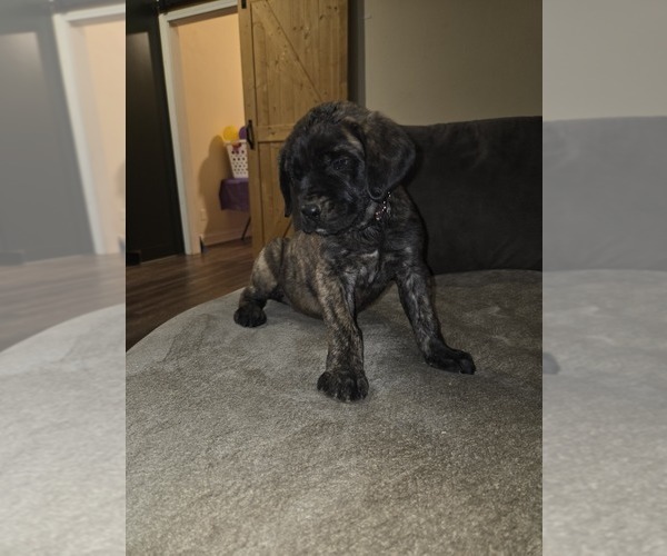 Medium Photo #2 Mastiff Puppy For Sale in WALNUT COVE, NC, USA