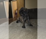 Small #1 Mastiff