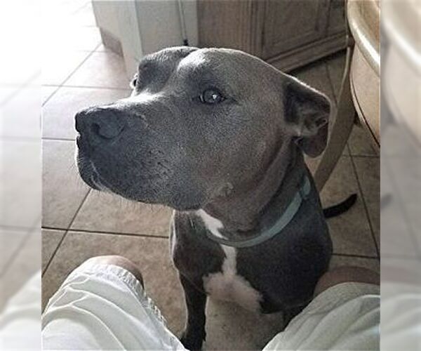 Medium Photo #3 American Staffordshire Terrier Puppy For Sale in Dana Point, CA, USA