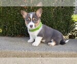 Puppy 4 Pembroke Welsh Corgi