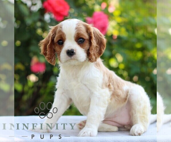 Medium Photo #2 Cavalier King Charles Spaniel Puppy For Sale in EAST EARL, PA, USA