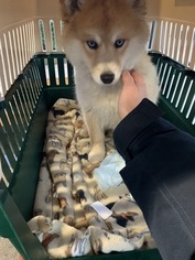 Pomsky Puppy for sale in BOSTON, MA, USA