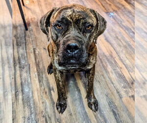 Mutt Dogs for adoption in Vail, AZ, USA