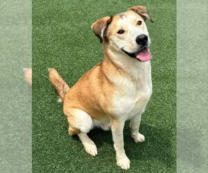 Teddy - Male Alaskan Malamute-German Shepherd Dog Mix Dog for Adoption - Photo #4