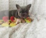 Small #1 French Bulldog