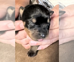 Rottweiler Puppy for sale in APPOMATTOX, VA, USA