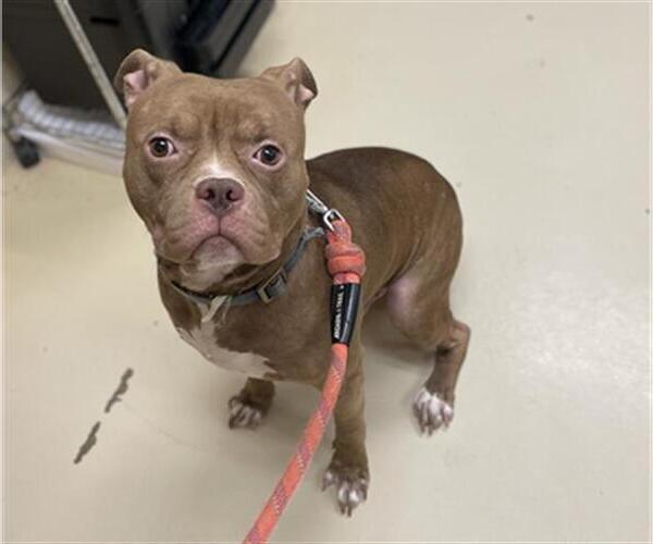 Medium Photo #1 American Pit Bull Terrier Puppy For Sale in Center Township, PA, USA