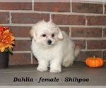 Small #4 ShihPoo