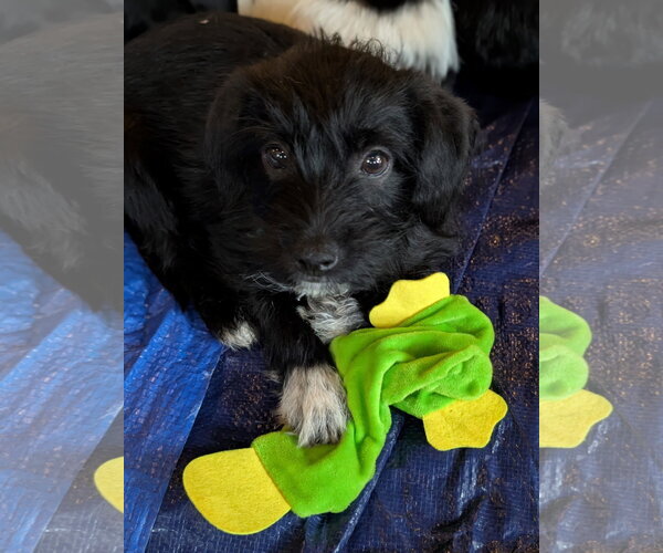 Medium Photo #4 Dachshund-Unknown Mix Puppy For Sale in Holly Springs, NC, USA