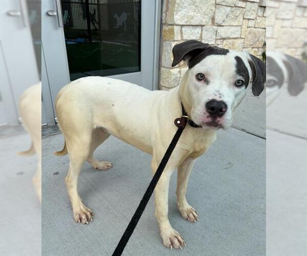 Medium Photo #1 Mutt Puppy For Sale in Baytown, TX, USA