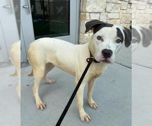 Mutt Dogs for adoption in Baytown, TX, USA
