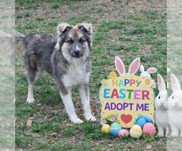 Medium Photo #4 Siberian Husky-Unknown Mix Puppy For Sale in Yardley, PA, USA