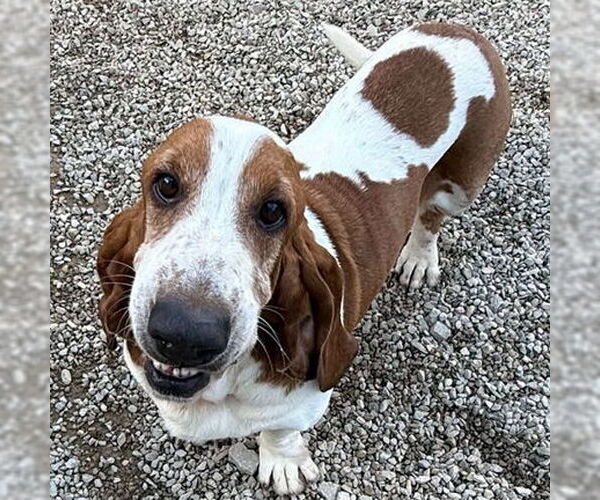 Medium Photo #2 Basset Hound Puppy For Sale in Deepwater, NJ, USA
