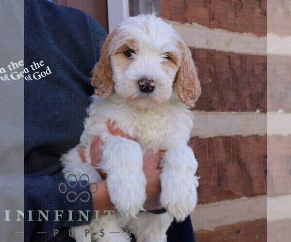 Medium Photo #2 Goldendoodle Puppy For Sale in NARVON, PA, USA