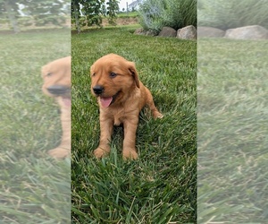 Golden Retriever Puppy for sale in GOSHEN, IN, USA