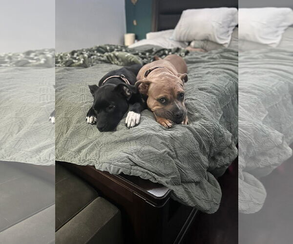Medium Photo #3 American Pit Bull Terrier-Unknown Mix Puppy For Sale in Germantown, OH, USA