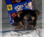 Small Photo #240 Yorkshire Terrier Puppy For Sale in AKRON, OH, USA