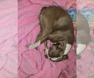 Father of the Boston Terrier puppies born on 06/14/2025