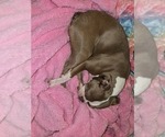 Small Photo #1 Boston Terrier Puppy For Sale in ROCHESTER, NH, USA