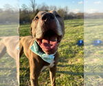 Small #4 American Pit Bull Terrier Mix