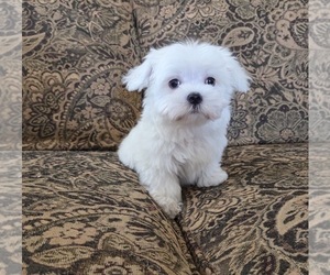 Maltese Puppy for sale in SANTA CLARITA, CA, USA