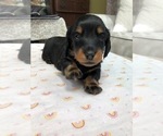 Small Photo #2 Dachshund Puppy For Sale in ATASCADERO, CA, USA