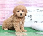 Small Photo #5 Cavapoo Puppy For Sale in BEL AIR, MD, USA