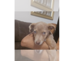 Small #6 Weimaraner Mix