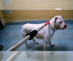 Mutt Dogs for adoption in Tulsa, OK, USA