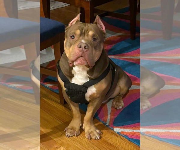 Medium Photo #1 American Staffordshire Terrier-Bulldog Mix Puppy For Sale in Arlington, VA, USA