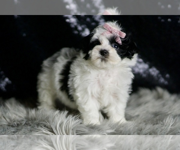 Medium Photo #4 Maltipoo Puppy For Sale in WARSAW, IN, USA