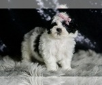 Small #3 Maltipoo