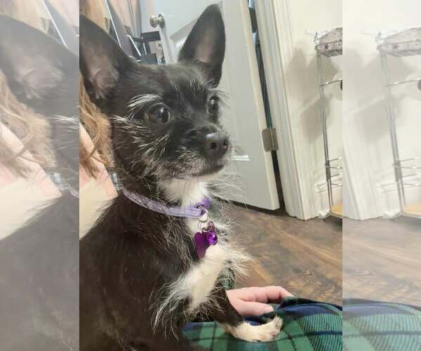 Medium Photo #2 Chihuahua-Unknown Mix Puppy For Sale in Spring Lake, NC, USA