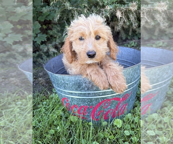 Medium Photo #2 Cockapoo (Miniature) Puppy For Sale in MIDDLEBURY, IN, USA